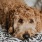 a dog lying on a bed looking